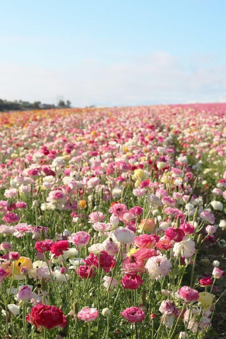 Secret Garden's Embrace Floral Array